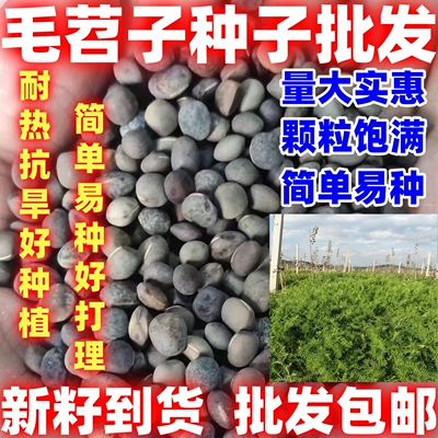 毛苕子种子果园绿肥饲用养殖牧草蜜源花卉固土护坡长柔毛简单易种