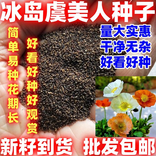 冰岛虞美人种子混色虞美人花种子四季庭院室外耐寒花园好种种子