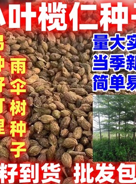 小叶榄仁树种子简单易种雨伞树细叶榄仁好打理风景绿化遮荫行道树