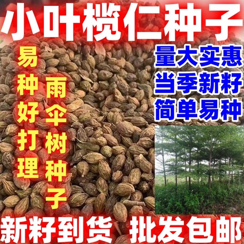 小叶榄仁树种子简单易种雨伞树细叶榄仁好打理风景绿化遮荫行道树