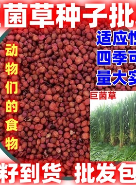 四季播种巨菌草种子耐寒耐旱多年生四季喂猪牛羊鸡兔鱼畜牧草籽
