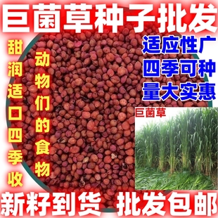 四季播种巨菌草种子耐寒耐旱多年生四季喂猪牛羊鸡兔鱼畜牧草籽