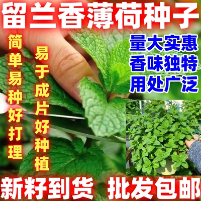 清香留兰香薄荷种子用处广绿薄荷种籽四季播种室内阳台盆栽花草子