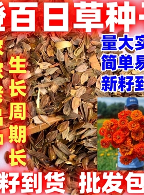 橙大花百日草种子四季开花橙色重瓣夏季播百日菊种子步步高花籽