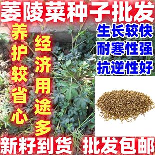 萎陵菜种子五皮风五爪龙蛇含草五叶梅三叶翻白草地蜂子盆栽阳台