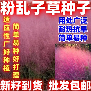粉乱子草种子庭院花卉观赏四季播易乱子毛芒粉黛草种花海好看好种