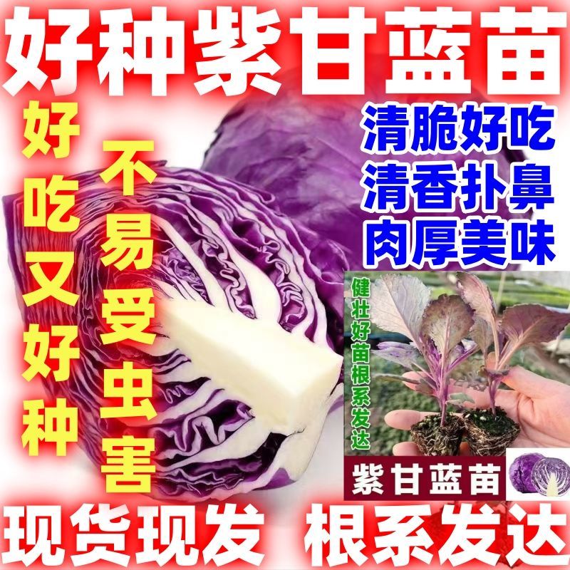 好吃紫甘蓝苗秧苗紫甘蓝卷心菜秋冬耐寒蔬菜种苗阳台盆栽种植蔬菜