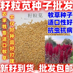 籽粒苋种子籽粒苋种籽牧草种子可观赏适口性广好牲畜爱吃优质牧草