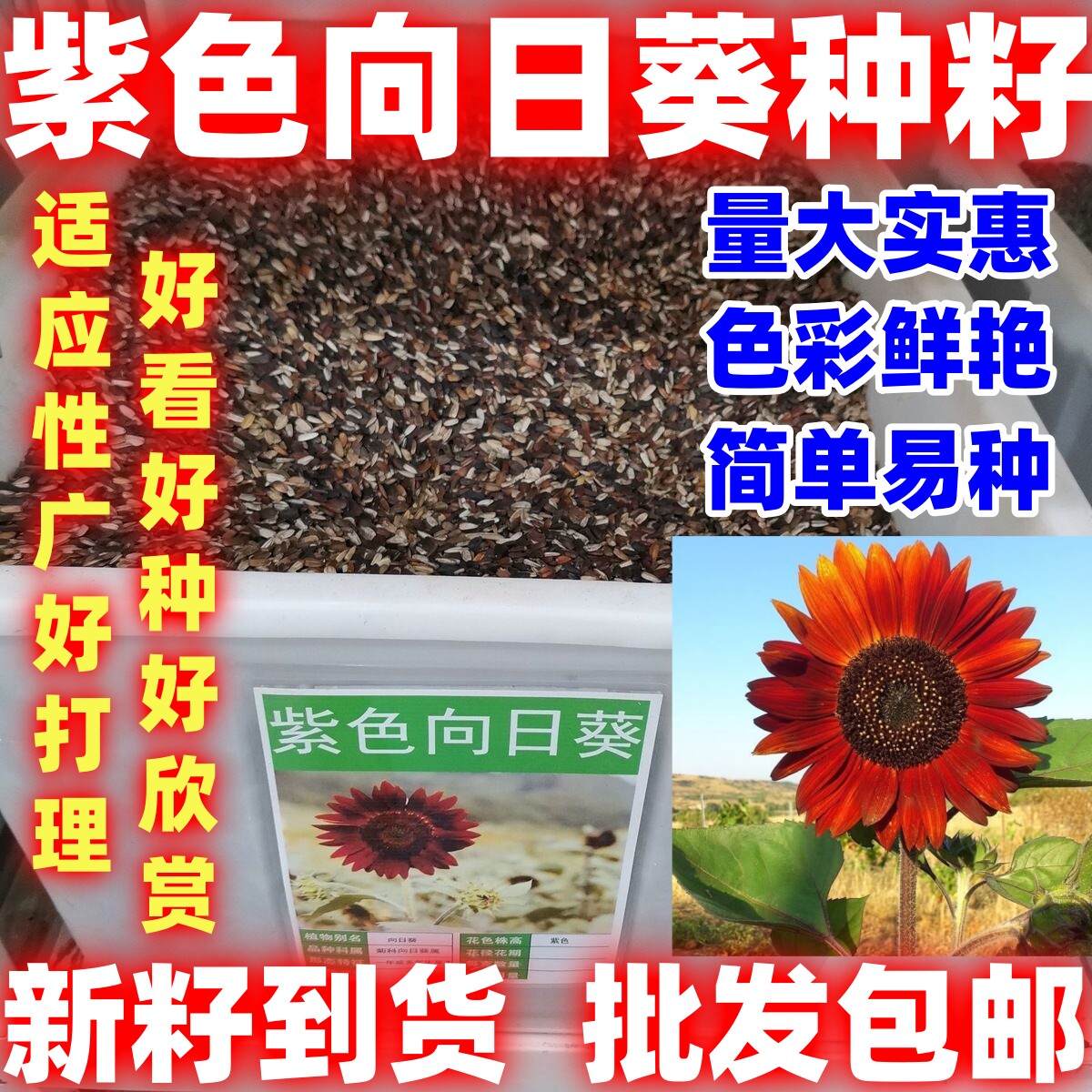 紫色向日葵种子观赏彩色向日葵种子观花卉园艺绿化种子简单易种