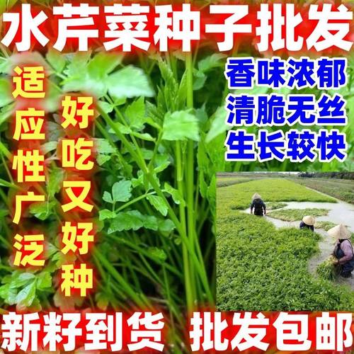 包邮水芹菜种子好吃籽蔬