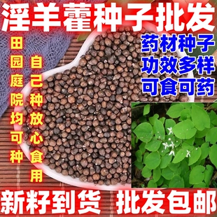 淫羊藿籽好种淫羊藿籽中药材淫羊藿籽易种好打理用处广泛好种