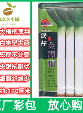 章丘铁杆大梧桐大葱种子长白型大葱籽春秋种植葱种返青早耐寒葱籽