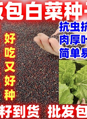 打包白菜叶种子好吃菜包叶大叶饭包菜籽劈帮白菜春夏秋大白菜种籽