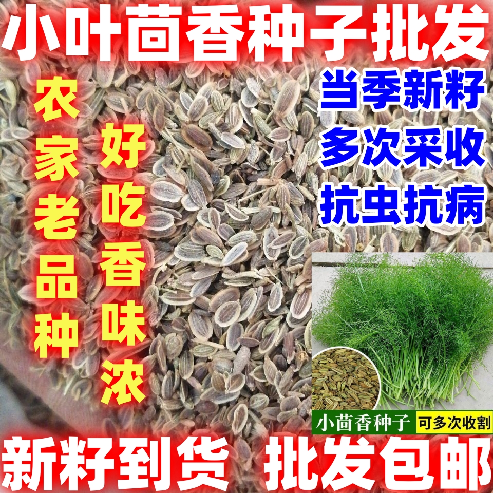 四季小叶茴香种籽好种多次割茬谷香佐料小茴香阳台蔬菜种子大全