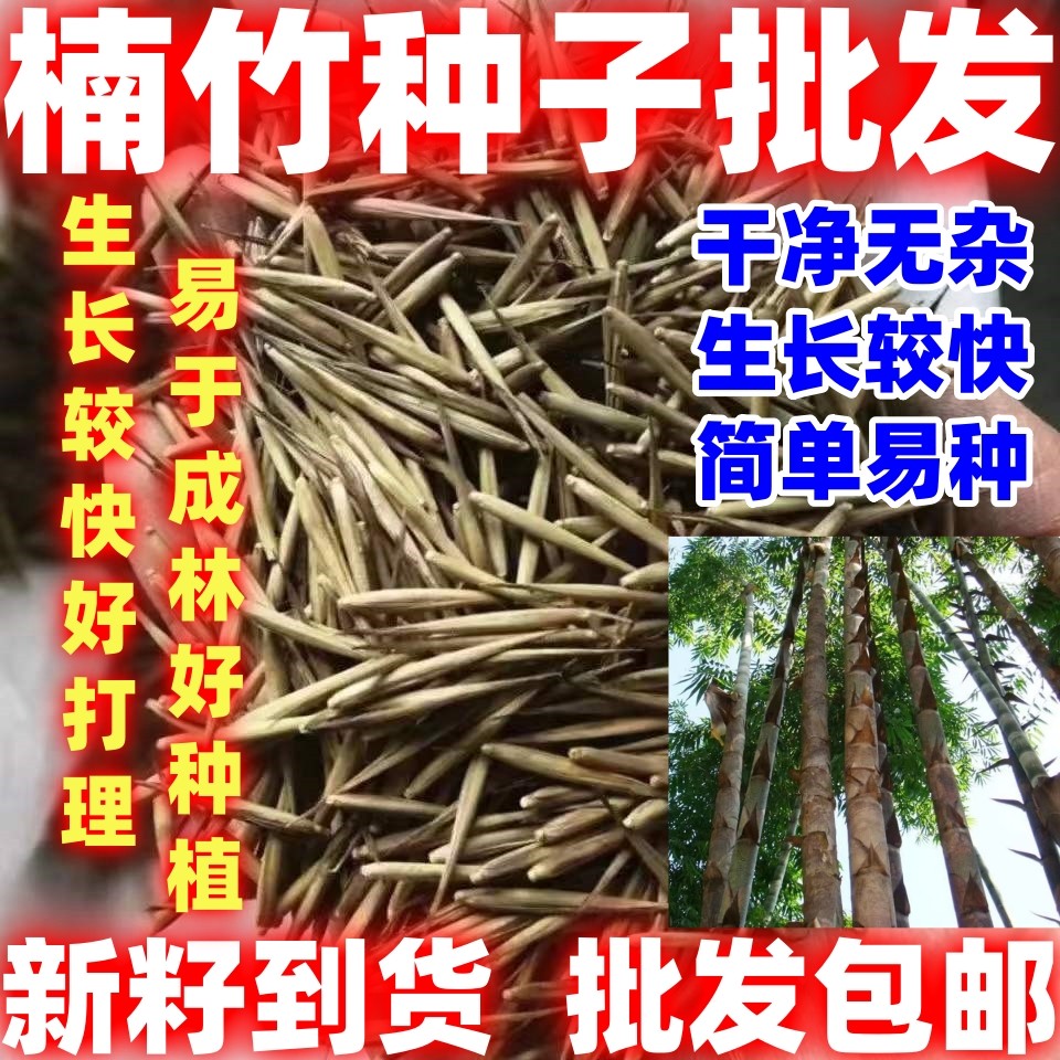 大型楠竹种子新采毛竹种子春秋播种易成活一次种植年简单易种