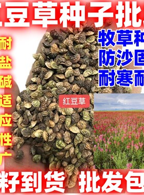 红豆草种子护坡牧草耐寒耐旱盐碱草籽牧草观赏护土多年生果园绿肥