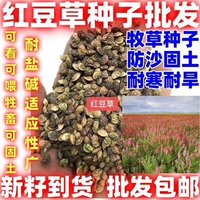 红豆草种子护坡牧草耐寒耐旱盐碱草籽牧草观赏护土多年生果园绿肥
