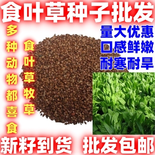 食叶草种籽耐寒耐旱牧草种子四季牧草草籽牛羊猪鸡鸭鹅鱼食用草