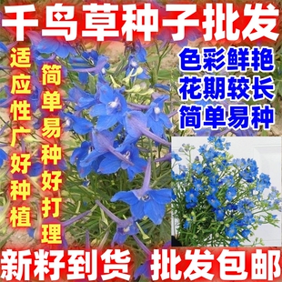 千鸟草小花飞燕草花种子籽庭院野花阳台盆栽好种易种春播耐寒