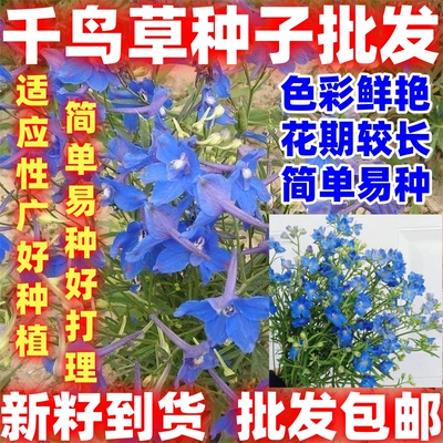 千鸟草小花飞燕草花种子籽庭院野花阳台盆栽好种易种春播耐寒