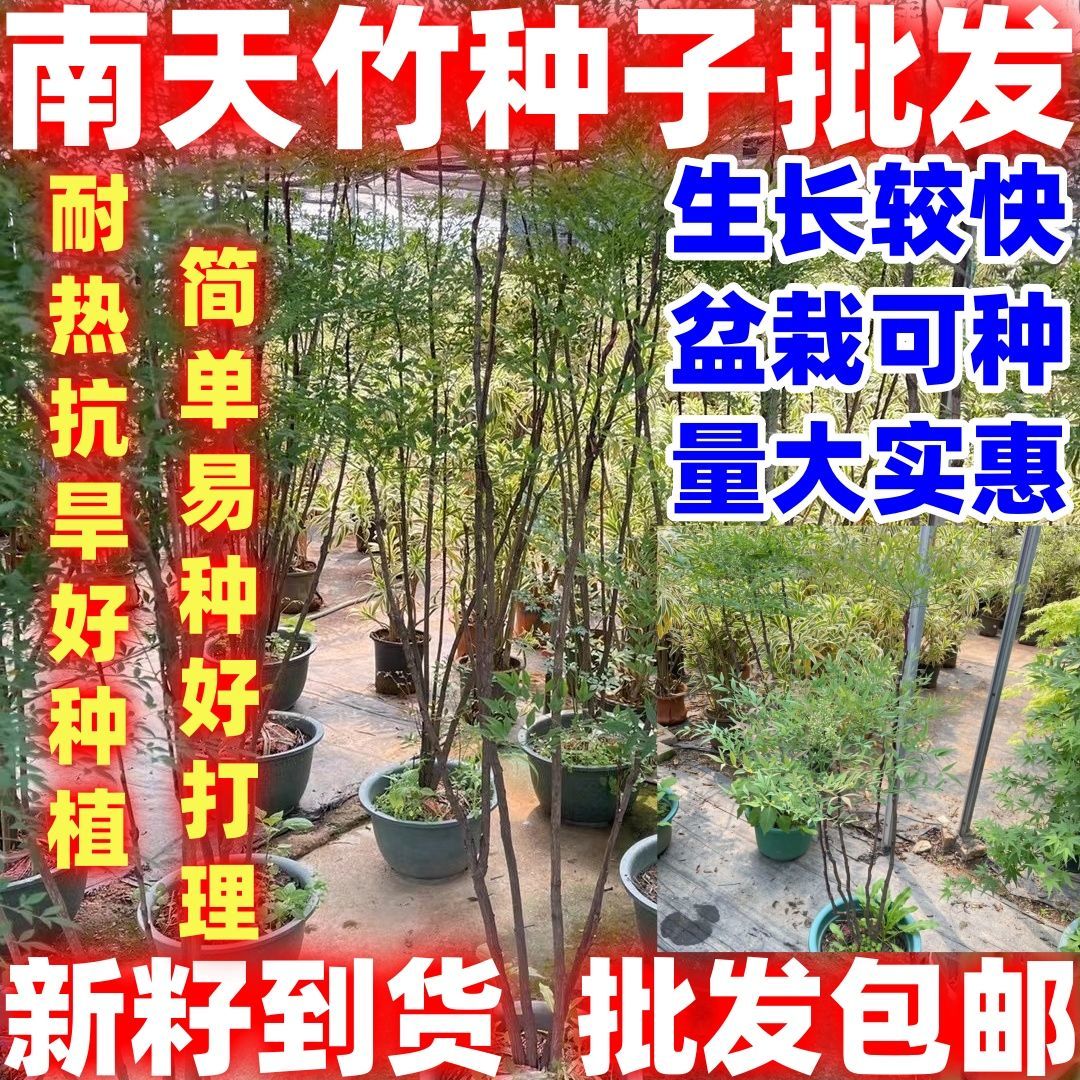 当年新采集南天竹种子楠天竹种子简单易种好看好种种子观赏好看