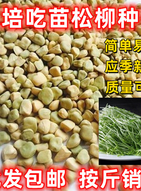 水培松柳芽苗菜种子四季阳台种菜盆菜无土栽培纸上种菜蔬菜种籽孑