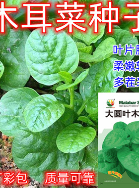 大叶木耳菜种子四季种速生豆腐菜种籽春夏秋阳台盆栽田园蔬菜种子