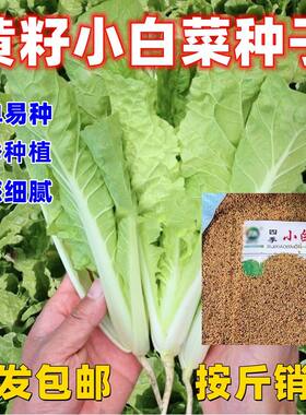 黄瓤四季小白菜种子按斤卖青叶小白菜芽苗菜简单易种速生耐热耐寒