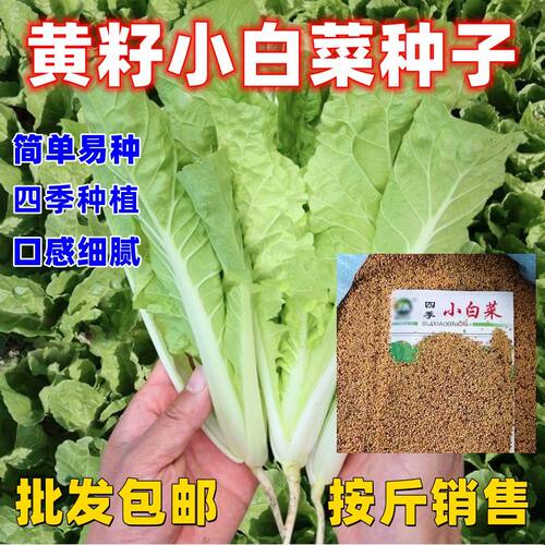 黄瓤四季小白菜种子按斤卖青叶小白菜芽苗菜简单易种速生耐热耐寒