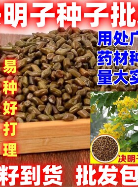 决明子种子中药材生决明子种籽草决明春季种植玩具沙可用处广泛