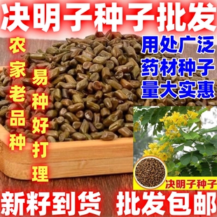 决明子种子中药材生决明子种籽草决明春季种植玩具沙可用处广泛