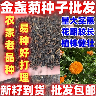 金盏菊种子金盏花常春花易种观赏绿化庭院花海阳台盆栽花卉花种子
