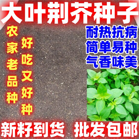 大叶荆芥种子批发包邮销售老品种荆芥蔬菜种籽庭院阳台四季种植