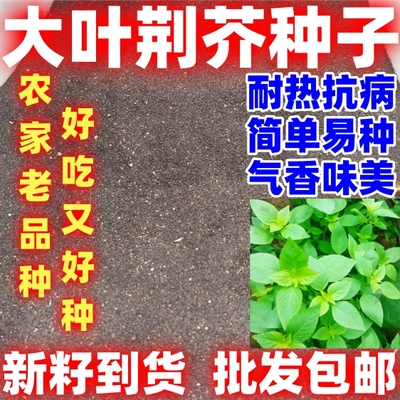 大叶荆芥种子批发包邮销售老品种荆芥蔬菜种籽庭院阳台四季种植