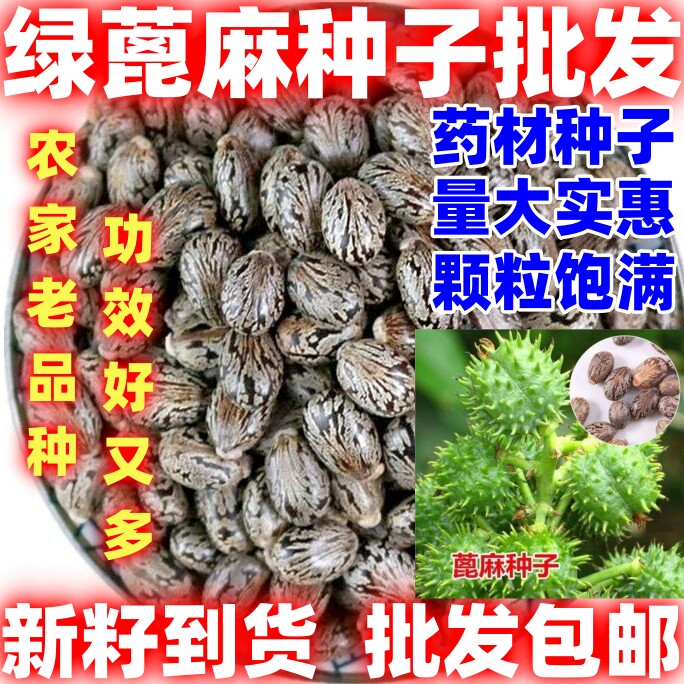 四季蓖麻种子蓖麻子秋季绿蓖麻种子新货野生篦麻籽仁好种蓖麻种子