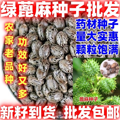 四季蓖麻种子蓖麻子秋季绿蓖麻种子新货野生篦麻籽仁好种蓖麻种子