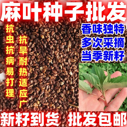 农家老品种麻叶种子叶用青白麻叶简单易种好吃麻叶蔬菜种子