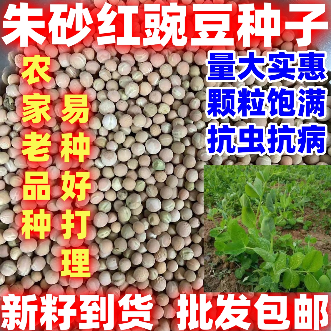 朱砂红豌豆尖种子简单易种好吃赤豌豆嫩尖豌豆菜苗蔬菜种籽大全