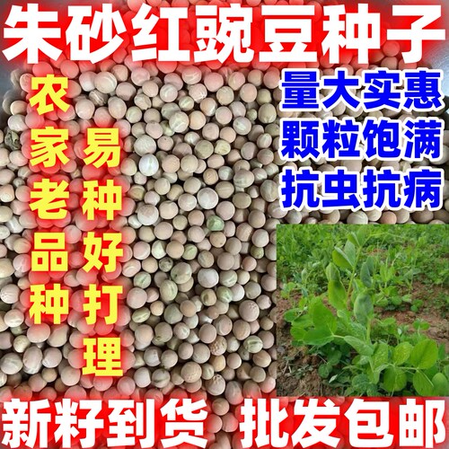朱砂红豌豆尖种子简单易种好吃赤豌豆嫩尖豌豆菜苗蔬菜种籽大全