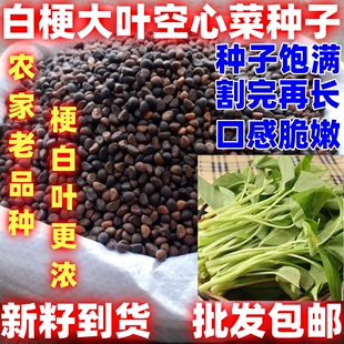 大叶白梗空心菜种子四季田园阳台通菜蕹菜籽春季青菜盆栽蔬菜种孑