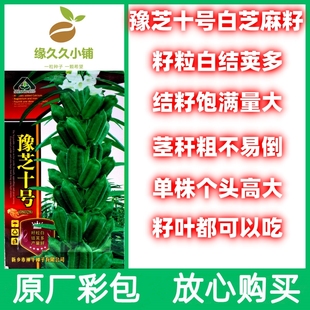 豫芝十号白芝麻种子农家老品种原厂包装好吃好种浑身是宝白芝麻