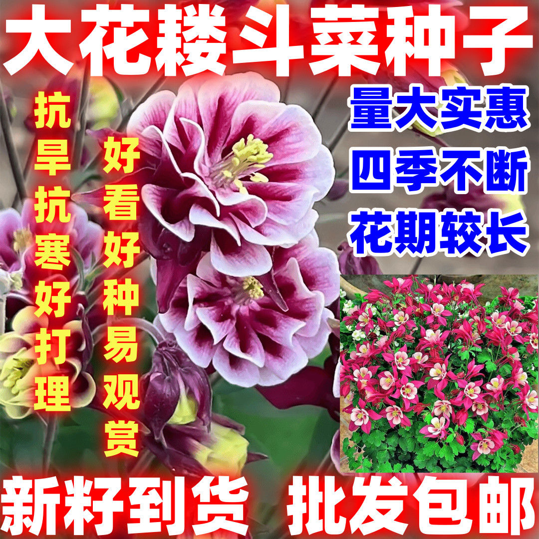 大花耧斗菜种子花种子简单易种多年生四季种开花阳台庭院盆栽花籽