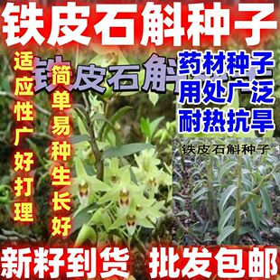 中药材种子铁皮石斛简单易种庭院阳台云南草药好种子适应性广