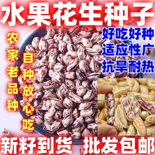 散装水果花生种子七彩水果花生带壳水果花生种子好吃好种论斤卖