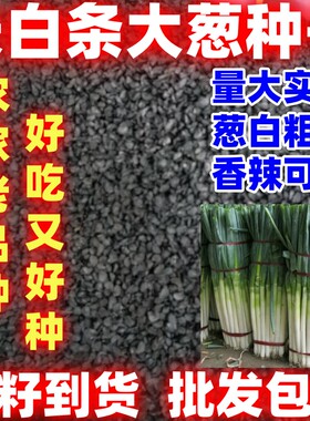 长白条大葱种子一年四季可种好种耐寒种籽当季农家蔬菜葱种子大白