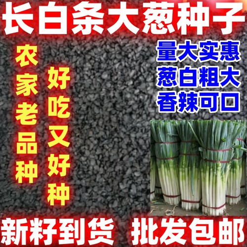 长白条大葱种子一年四季可种好种耐寒种籽当季农家蔬菜葱种子大白