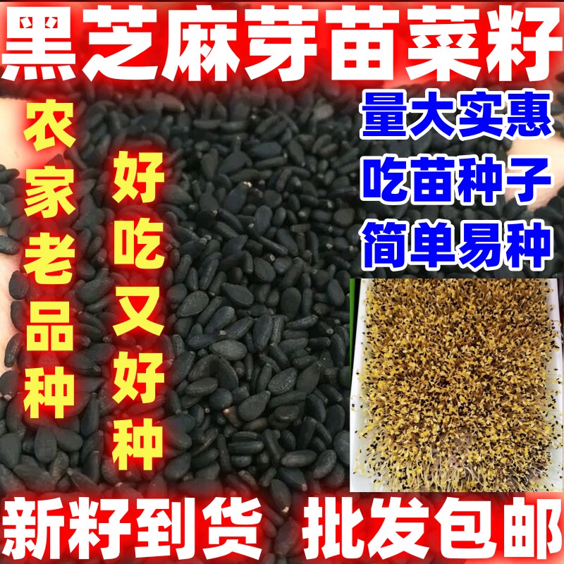 黑芝麻种子芽苗菜种子可吃可种蔬菜种子四季播简单易种蔬菜籽图片