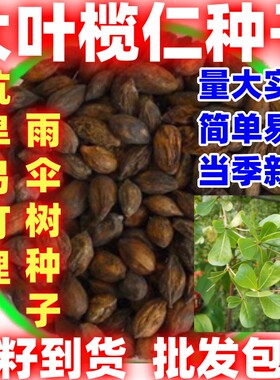 大叶榄仁树种子遮阳遮荫绿化风景树雨伞树懒人庭院别墅四季常绿