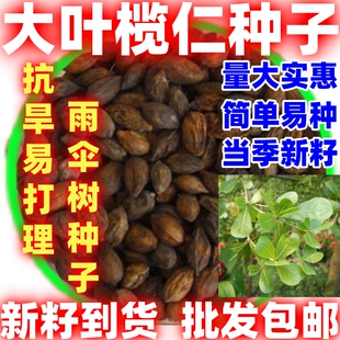 大叶榄仁树种子遮阳遮荫绿化风景树雨伞树懒人庭院别墅四季常绿