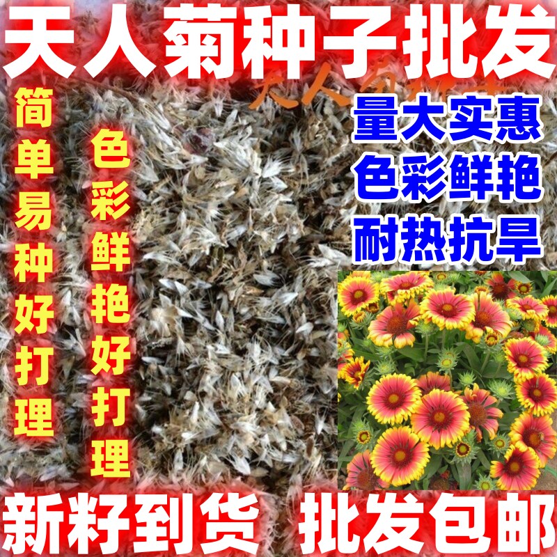 天人菊种子多年生花卉种子虎皮菊耐热耐贫瘠景观绿化花园简单易种